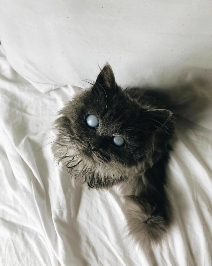 Слепой кот Мерлин - новая звезда Инстаграма