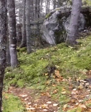 Ветер в лесу