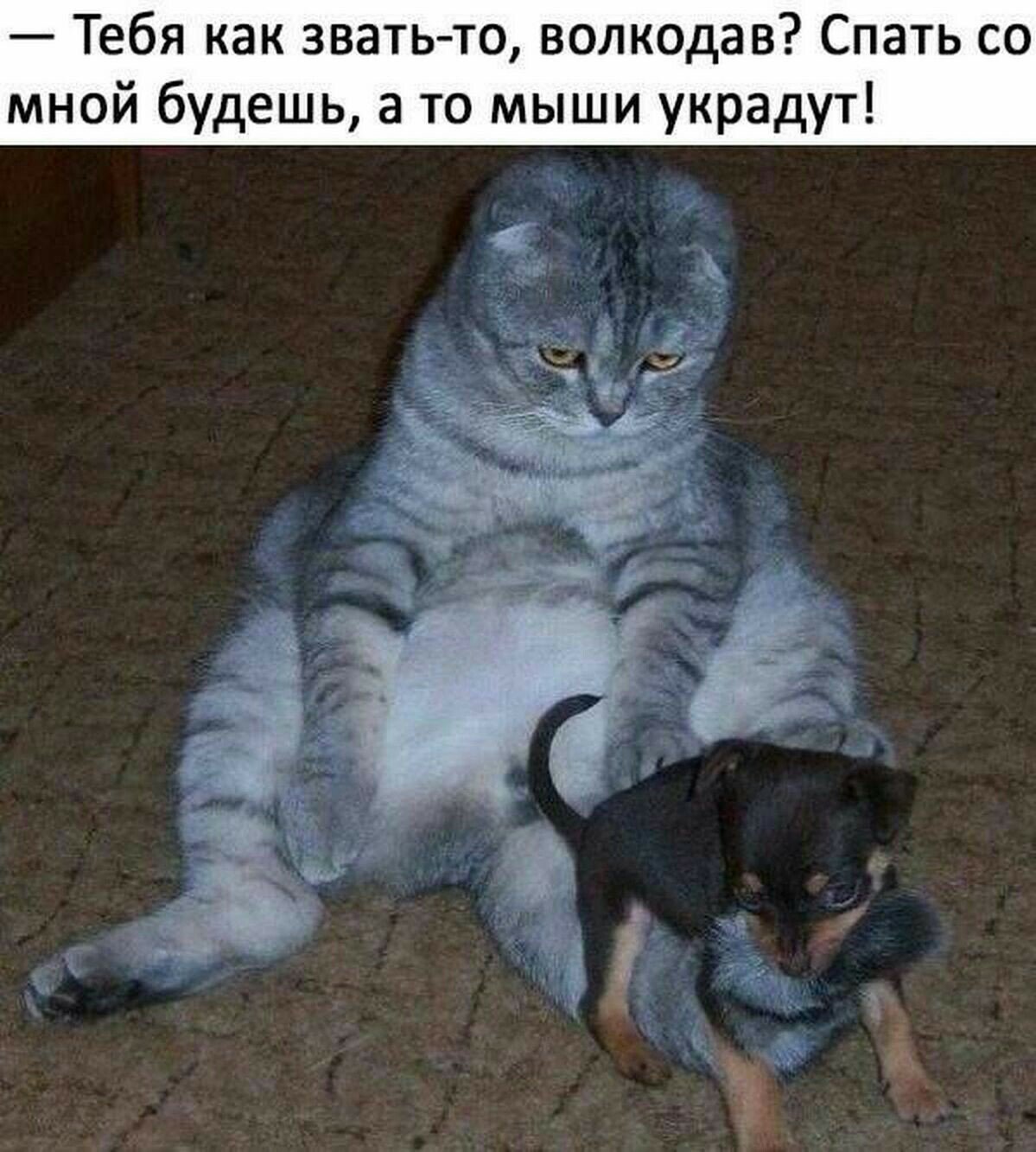 Прикольные и смешные картинки от Димон за 03 марта 2019