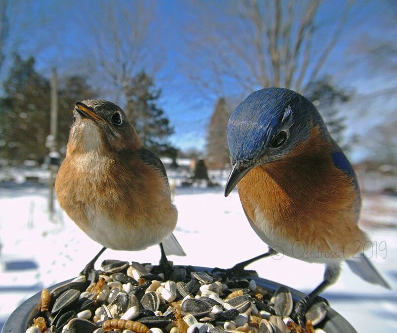 Фотограф подловил птиц в самые неожиданные моменты