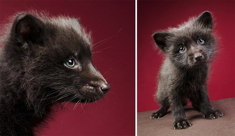 Чернобурая и рыжая лисицы в студии фотографа