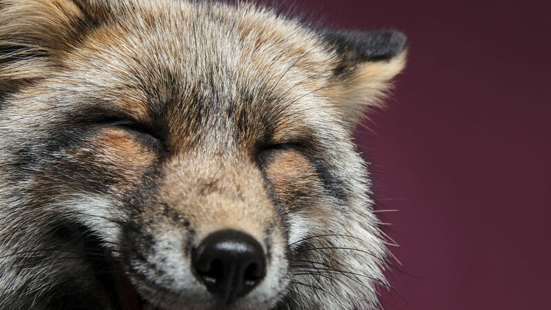 Чернобурая и рыжая лисицы в студии фотографа