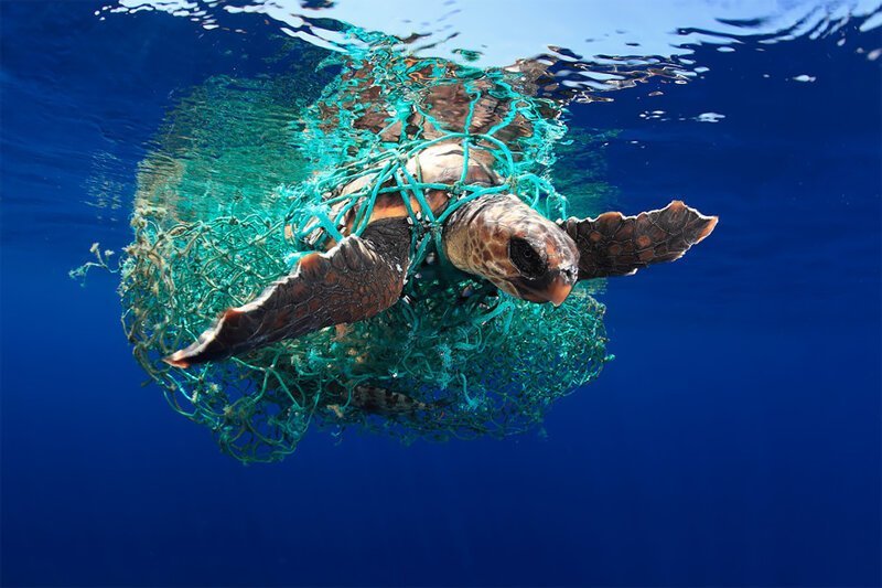 "Головастая черепаха", Эдуардо Асеведо (Испания). Победитель в категории "Охрана морской среды"