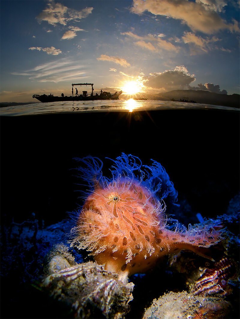 "Волосатая рыба-лягушка на рассвете", Энрико Сомоги (Германия). Победитель в категории "Компакт"
