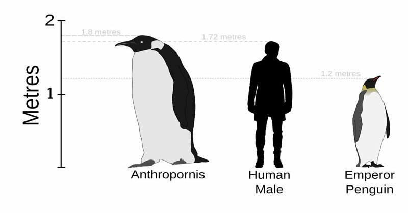 2. Гигантский пингвин Anthropornis nordenskjoeldi