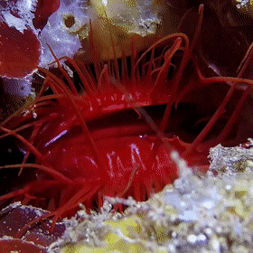 Гифки разные