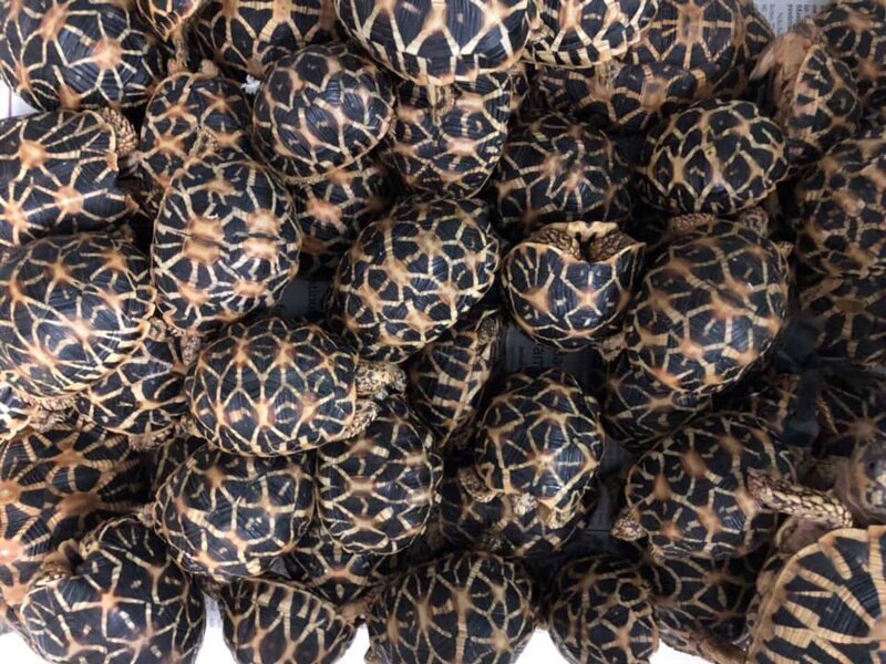 Брошенная контрабанда: в филиппинском аэропорту нашли более 1500 черепах, замотанных клейкой лентой