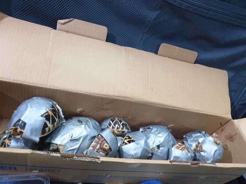 Брошенная контрабанда: в филиппинском аэропорту нашли более 1500 черепах, замотанных клейкой лентой