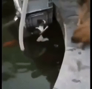 Настоящий друг Настоящий друг