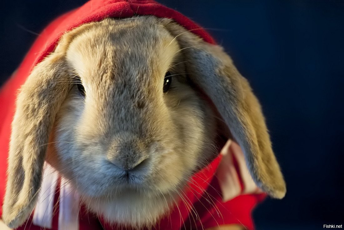 Год кролика человек. Шапка "кролик". Прикольный кролик. Смешные кролики. Новогодний кролик.