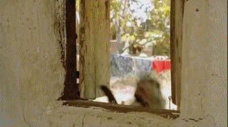 Гифки разные