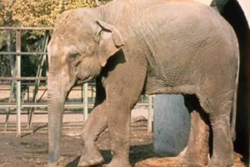 В испанском зоопарке 47-летнюю одинокую слониху сгубила депрессия