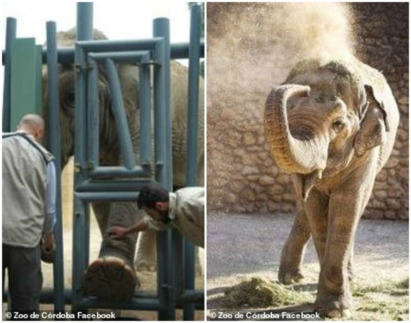 В испанском зоопарке 47-летнюю одинокую слониху сгубила депрессия