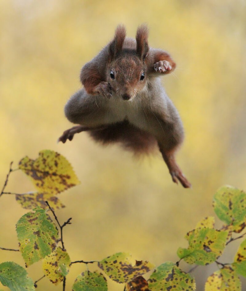Австрийский фотограф  делает крутые снимки милых диких животных 