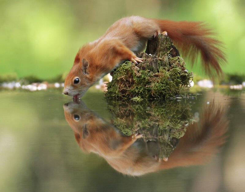 Австрийский фотограф  делает крутые снимки милых диких животных 