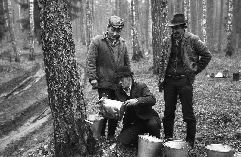 Мужчины собирают березовый сок в лесу, 1986 год