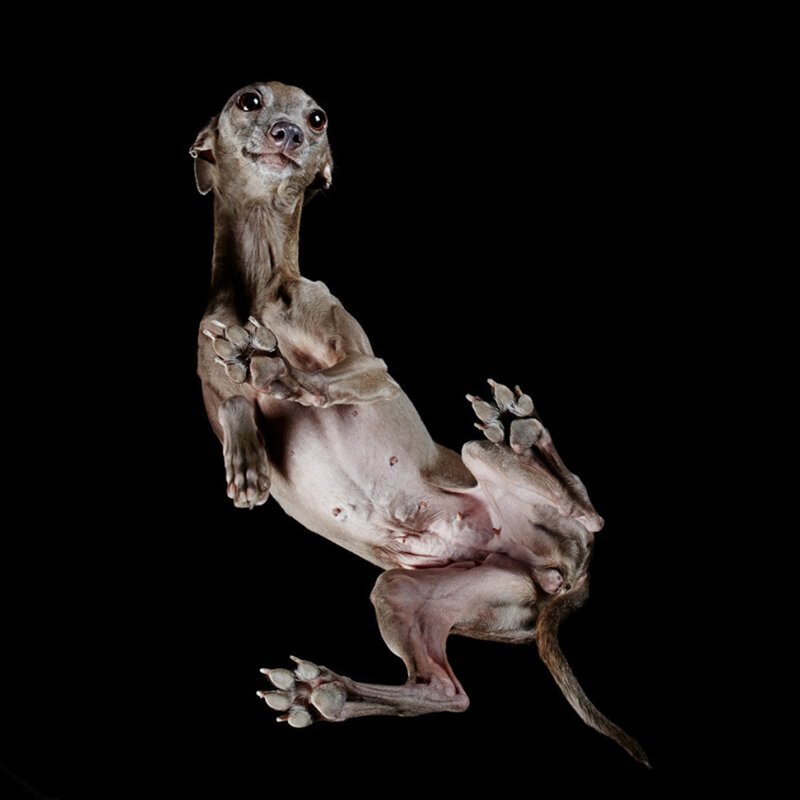 «Взгляд снизу»: чудные фотографии животных в проекте Андриуса Бурбы