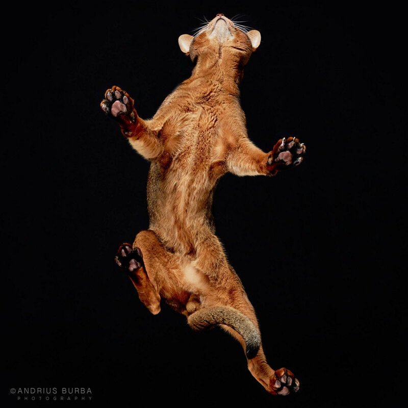 «Взгляд снизу»: чудные фотографии животных в проекте Андриуса Бурбы