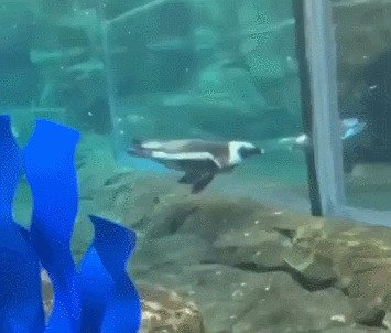 Пингвинячье упорство