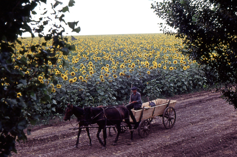 Молдавия. Крестьянин проезжает мимо поля подсолнухов в непосредственной близости от Кишинева