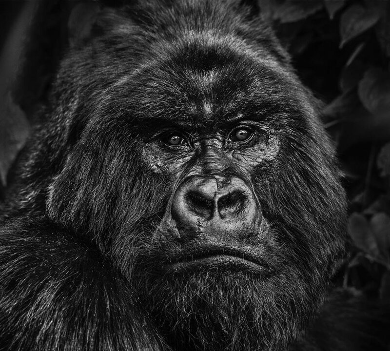 Этот потрясающий снимок альфа-самца горной гориллы — результат 10-летней работы фотографа