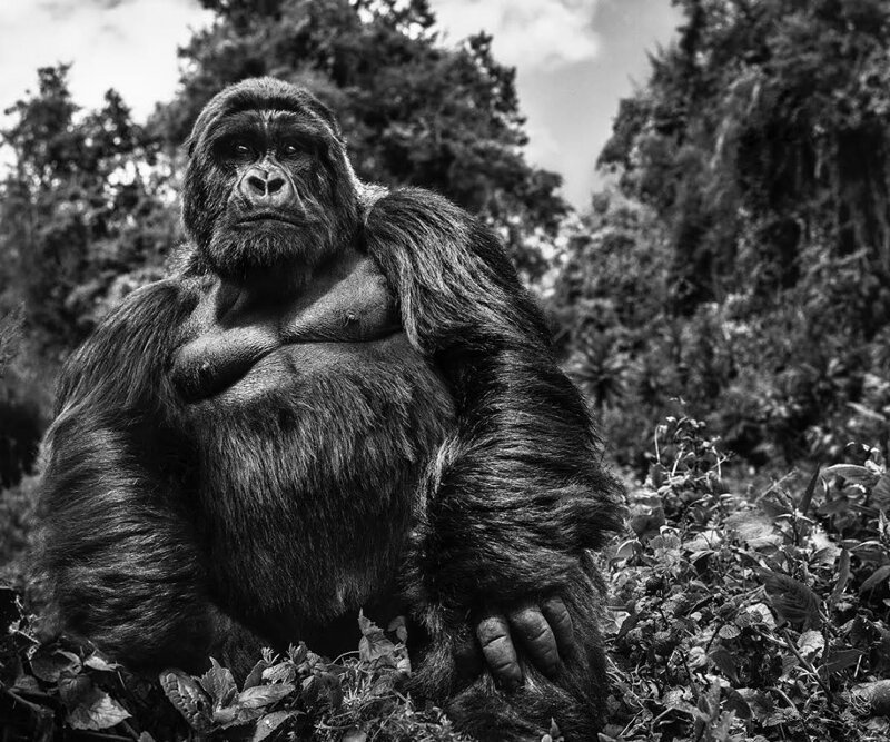 Этот потрясающий снимок альфа-самца горной гориллы — результат 10-летней работы фотографа