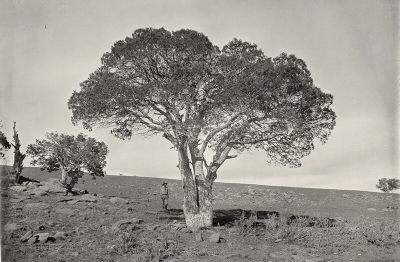 21. Дубовая роща, Белые горы, штат Аризона, 1873 год: