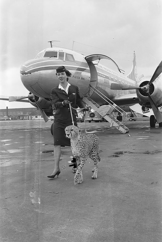 7. Стюардесса выгуливает гепарда в аэропорту Амстердама, 1961 год