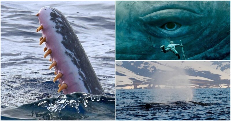 Как-то все больше привлекают внимания к несомненно разумным дельфинам, гигантским китам, а вот кашалоты обделены особым вниманием, хотя им есть чем гордиться. Поверьте, вы удивитесь