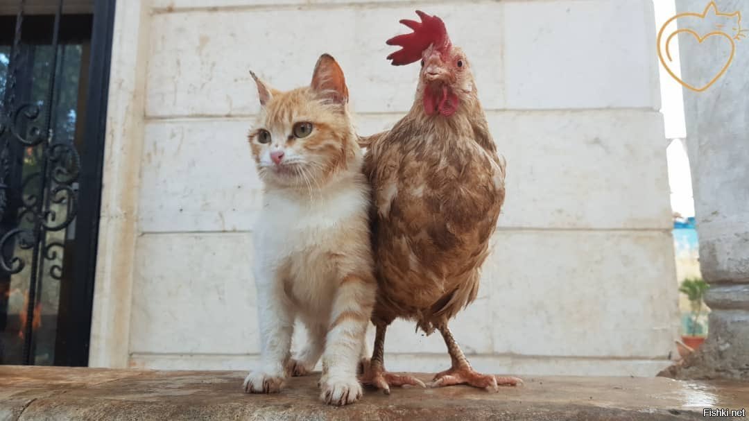 Кот и курица картинки