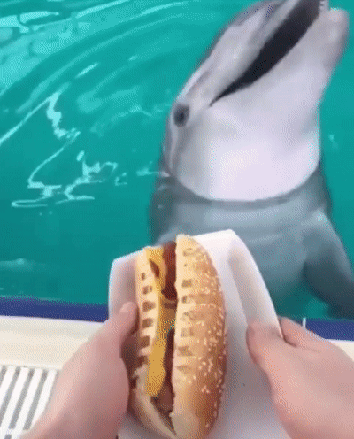 Дельфин за ЗОЖ