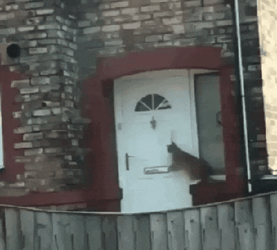 Кошачьи гифки