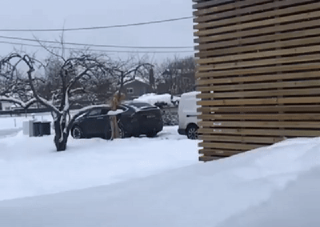 Кошачьи гифки