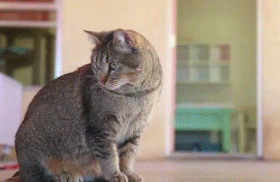 Кошачьи гифки