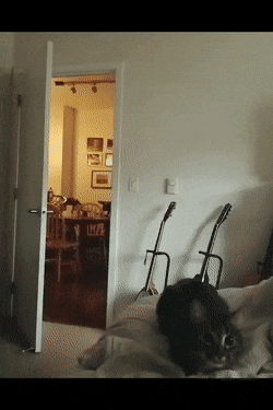 Кошачьи гифки