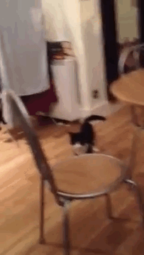 Кошачьи гифки