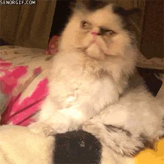 Кошачьи гифки