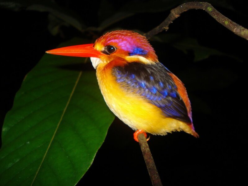 Животные дары природы необычайной красоты. Рубиновый зимородок, или трёхпалый лесной зимородок (лат. Ceyx erithacus) — азиатская птица семейства зимородковых