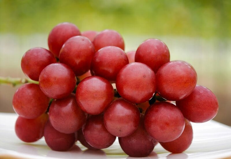 Самый дорогой сорт винограда - Римский рубин