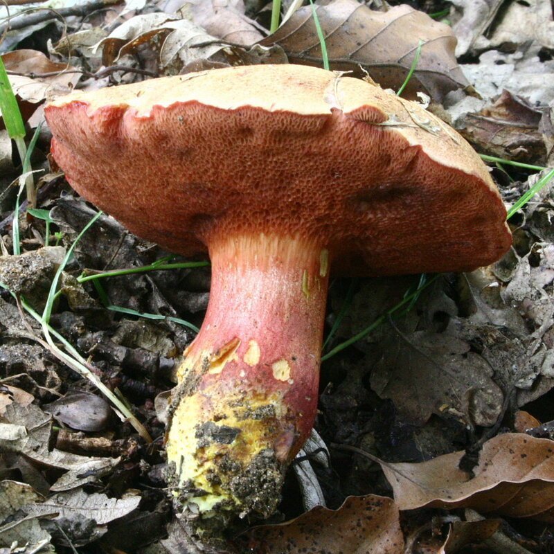 Перечный гриб рубиновый, также маслёнок рубиновый (лат. Rubinobolétus rubínus), — гриб из рода Rubinoboletus семейства Болетовые (Boletaceae). Гриб съедобный, но занесен в Красную книгу России