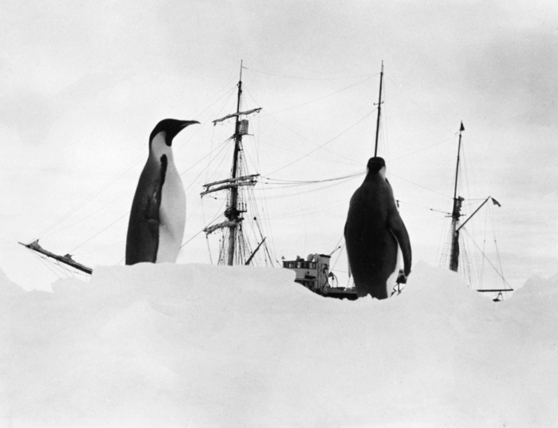 Антарктические экспедиции
