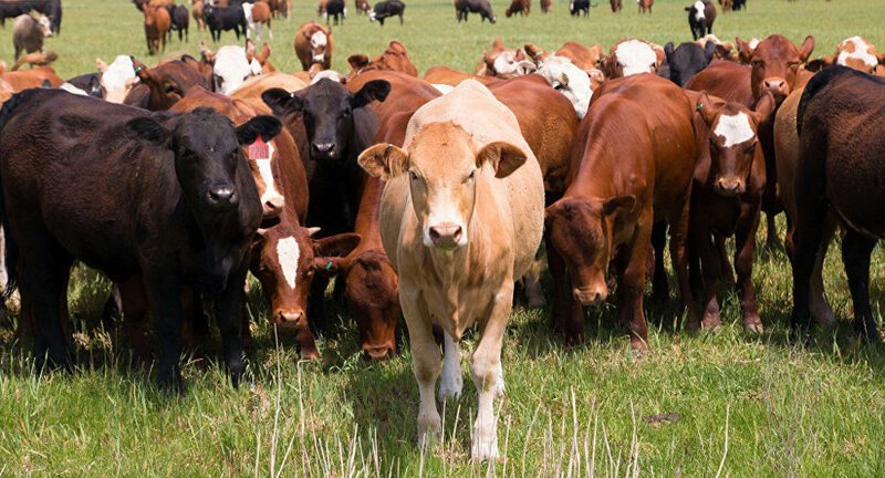 В Нижегородской области открылась молочная ферма на 227 голов коров