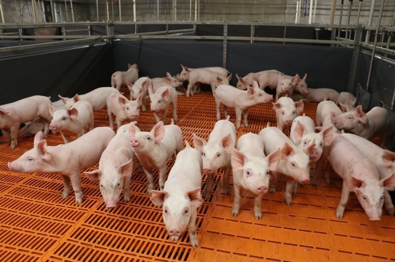 «АгроПромкомплектация» запускает свинокомплексы в Курской области