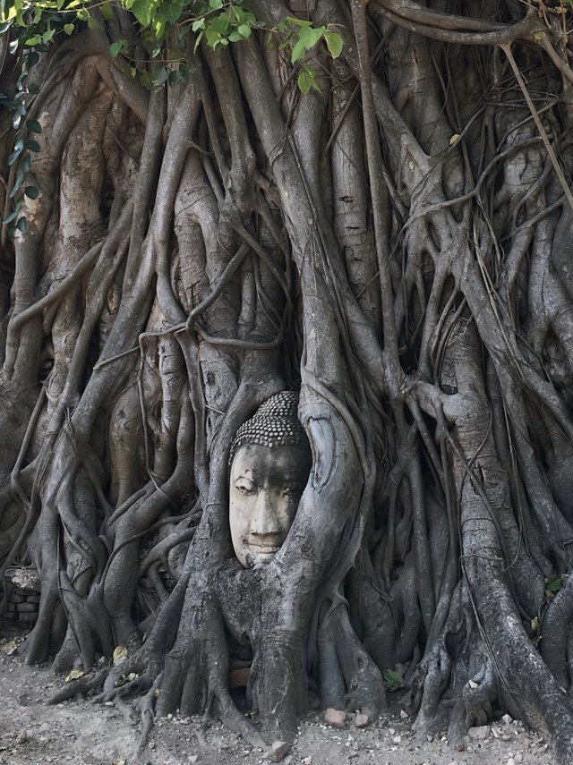 «Голова Будды 14 века, окружённая корнями баньяна, Аюттхая, Таиланд»