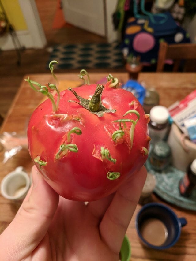 «Семена помидора начали прорастать прямо внутри»