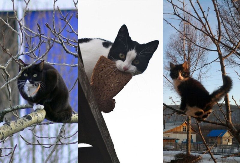 Подборка фото котов, которые плевать хотели на птичьи права