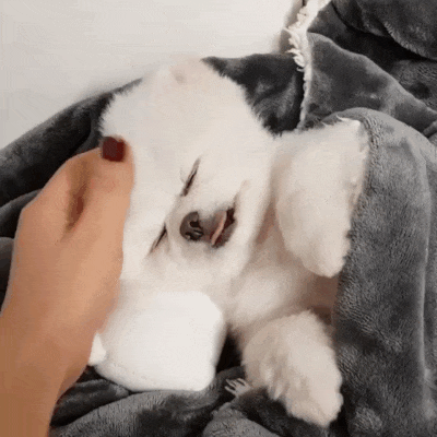 Собачьи гифки