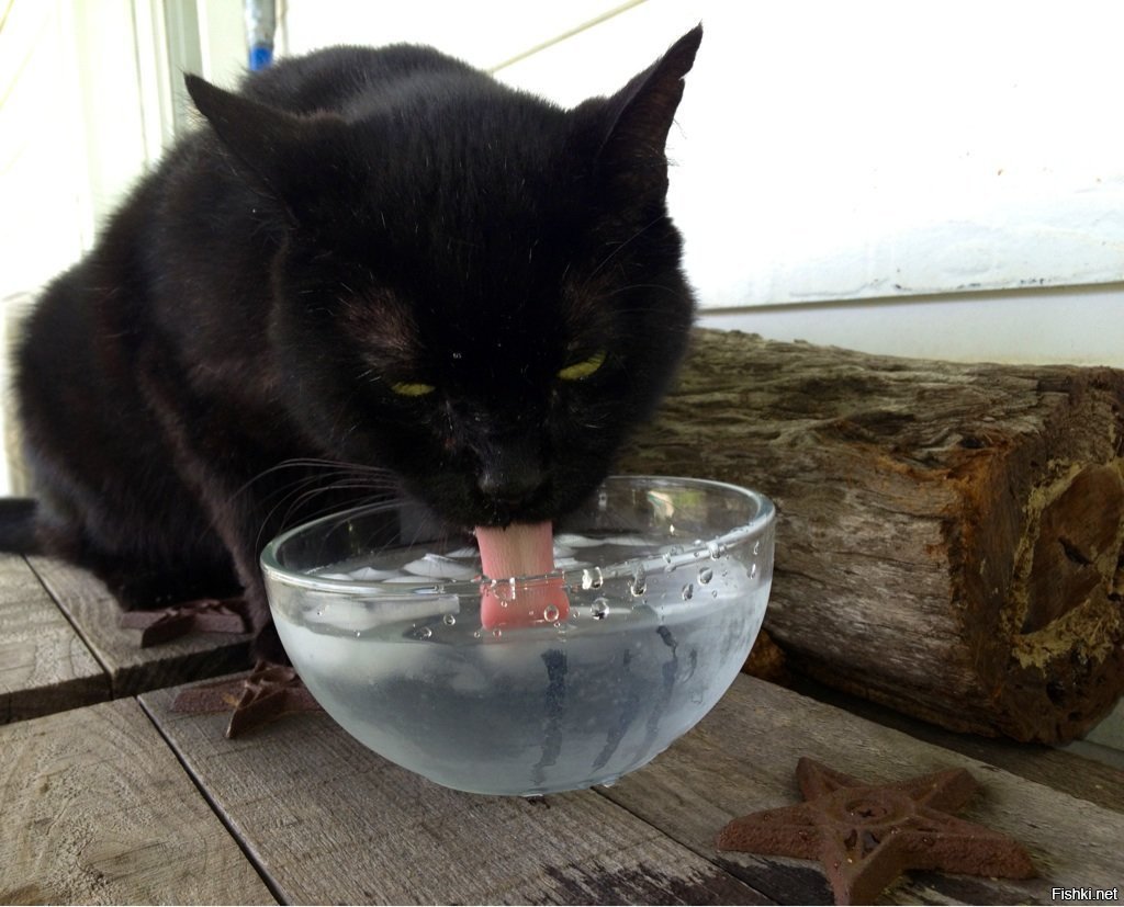 Жадно пьет воду. Кошка жадничает. Котик жадно пьет. Кот жадно пьет воду. Жадно пьет.