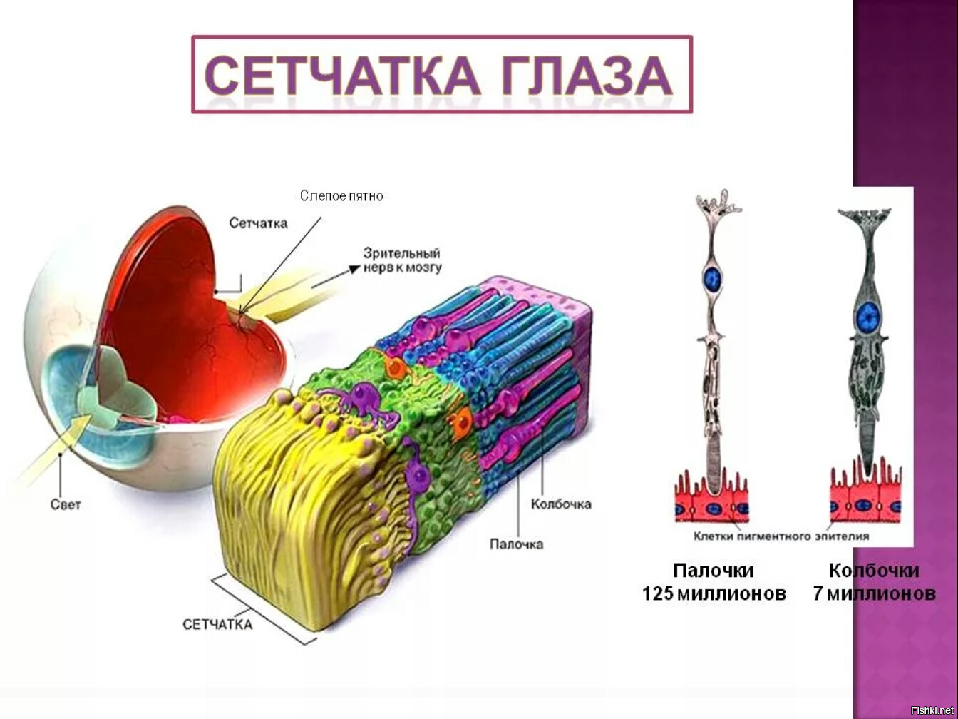 Зрительные рецепторы сумеречного света. Палочки и колбочки сетчатки строение. Строение колбочки сетчатки. Строение глаза человека палочки и колбочки. Палочки и колбочки сетчатки анализатор.