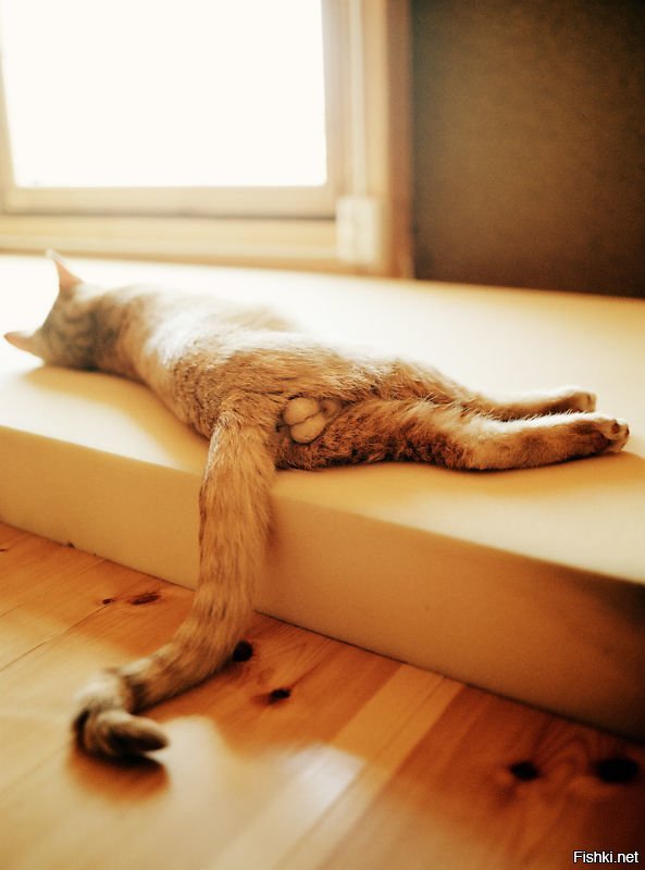 Воскресенье котик. Кот лежит. Воскресенье кот. Яйца кота. Кот утро воскресенья.